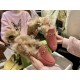 Classic Horsebit Pink Fur Loafers